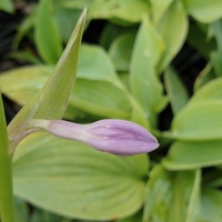 Hosta 'Fragrant Blue'